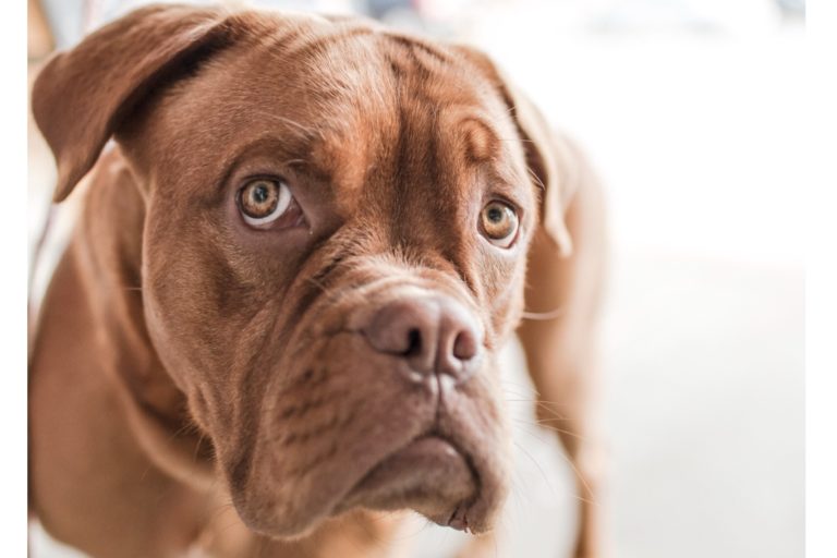 Seguro de Responsabilidad civil Animales de Compañía y Vigilancia